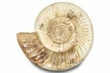 Polished Jurassic Ammonite (Kranosphinctes) - Madagascar #283220-1